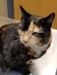 Closeup image of a calico cat sitting on a metal examination table at a veterinary clinic.