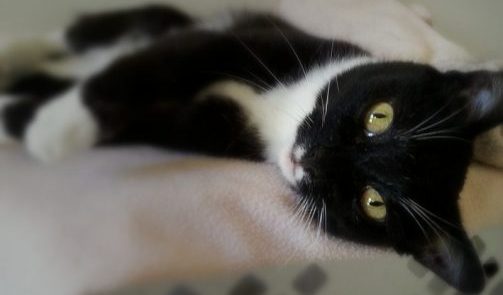 Image of a black and white cat with yellow eyes laying on his side and looking directly at the camera.