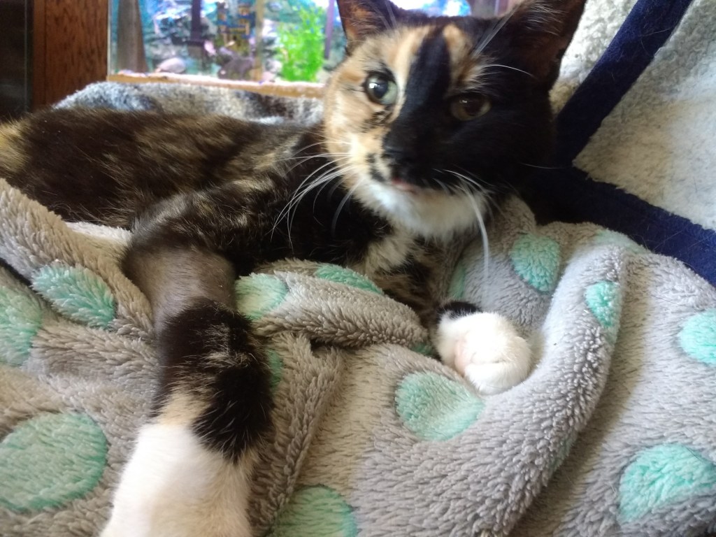 Slightly blurred image of a calico cat lying on a gray blanket with light teal circles and dark blue edging.