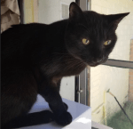 Image of a black cat with yellow eyes sitting on top of a white box in front of a window.