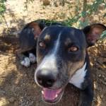 Image of a black pitbull dog with brown and white markings with an open mouth looking up at the camera. The dog is lying in the shade under a small tree and has a friendly expression on her face.